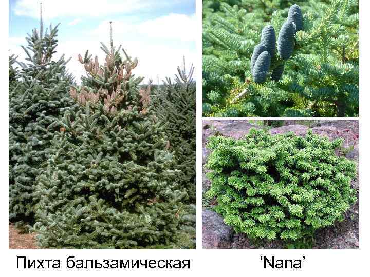 Пихта бальзамическая ‘Nana’ 
