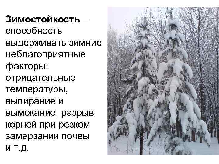 Зимостойкость – способность выдерживать зимние неблагоприятные факторы: отрицательные температуры, выпирание и вымокание, разрыв корней