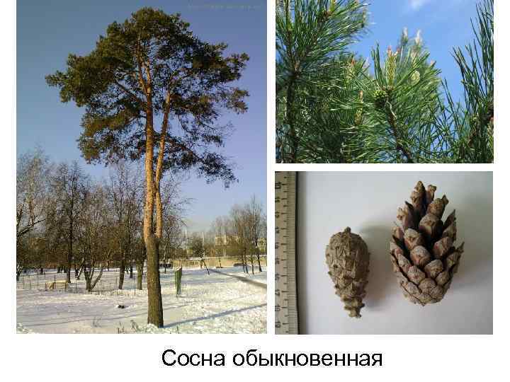 Сосна обыкновенная 