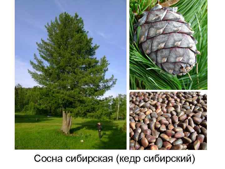 Сосна сибирская (кедр сибирский) 