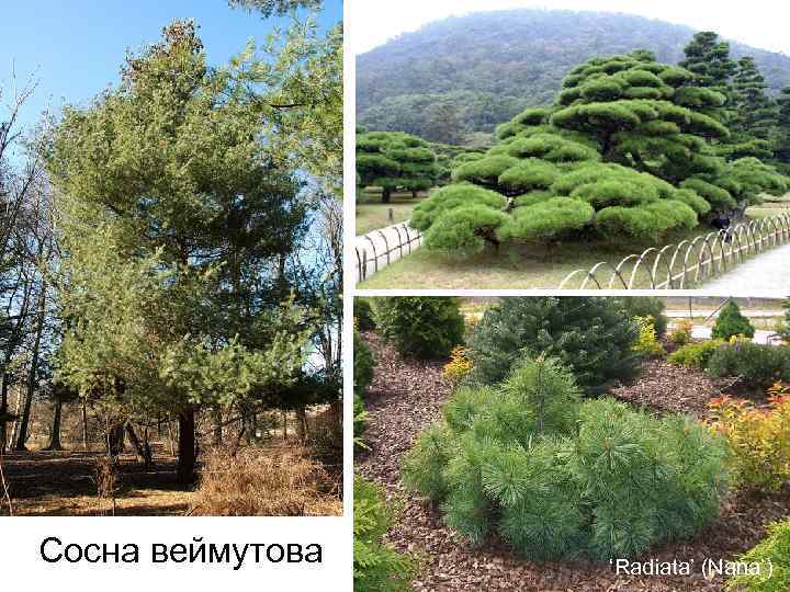 Сосна веймутова ‘Radiata’ (Nana’) 