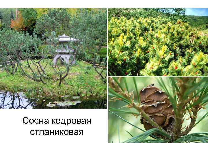 Сосна кедровая стланиковая 