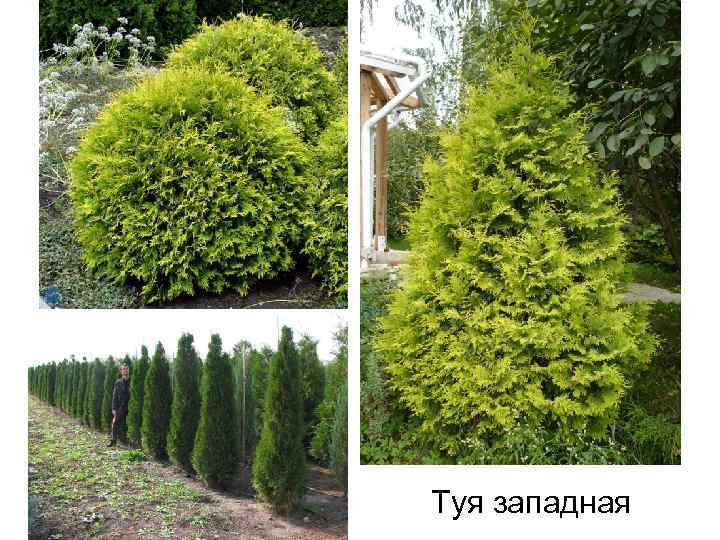 Туя западная 