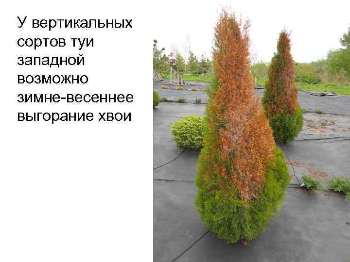 У вертикальных сортов туи западной возможно зимне-весеннее выгорание хвои 