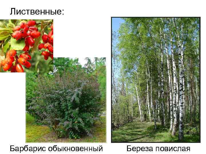 Лиственные: Барбарис обыкновенный Береза повислая 
