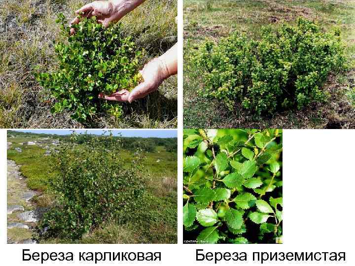Береза карликовая Береза приземистая 