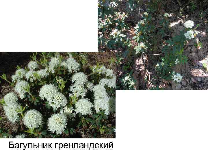 Багульник гренландский 