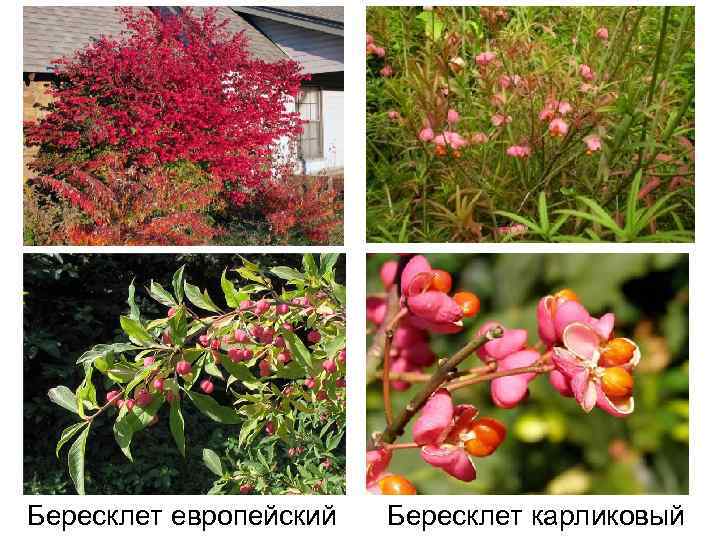 Бересклет европейский Бересклет карликовый 