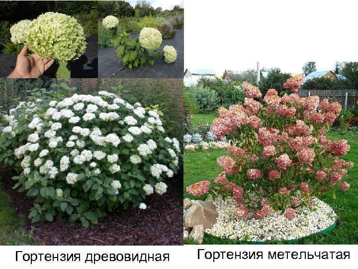 Гортензия древовидная Гортензия метельчатая 