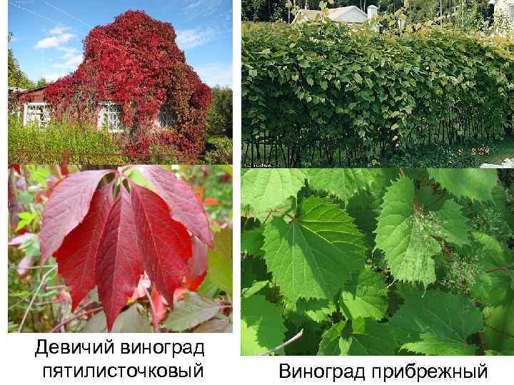 Девичий виноград пятилисточковый Виноград прибрежный 