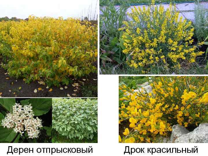 Дерен отпрысковый Дрок красильный 