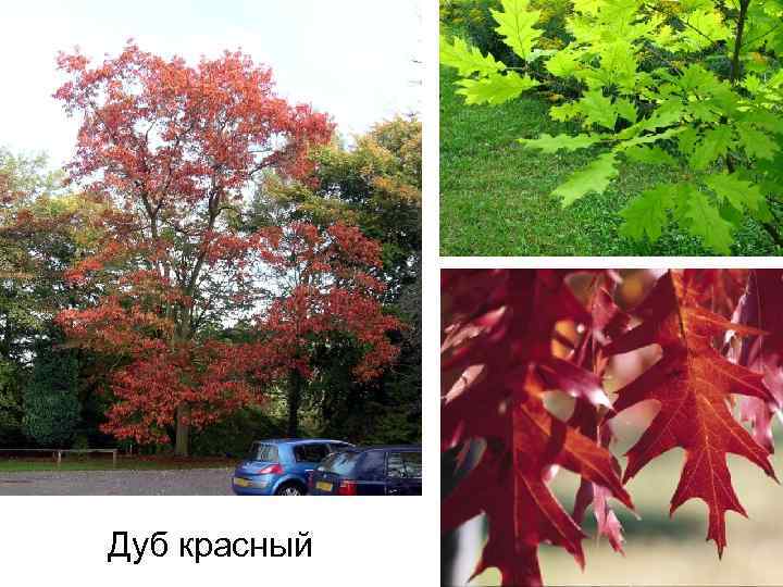 Дуб красный 