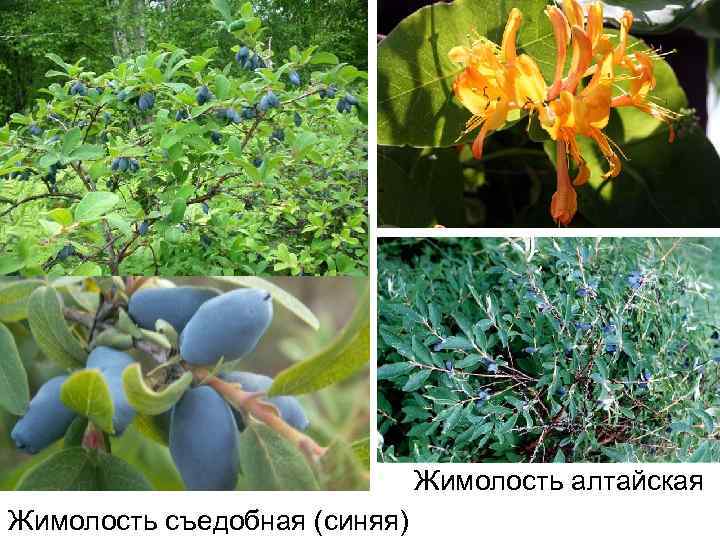 Жимолость алтайская Жимолость съедобная (синяя) 