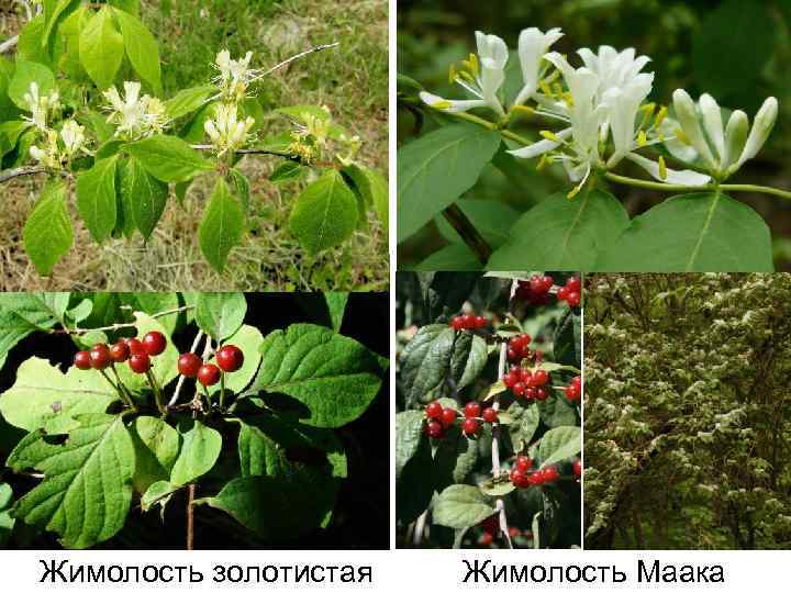 Жимолость золотистая Жимолость Маака 