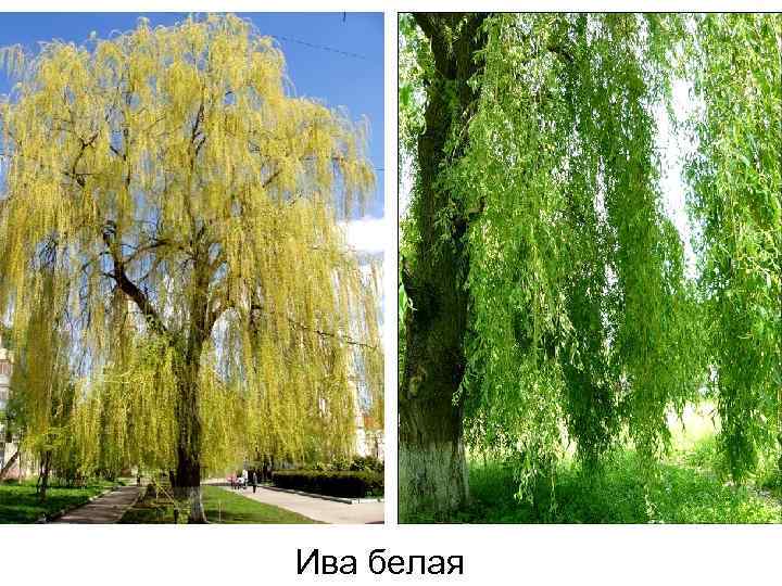 Ива белая 