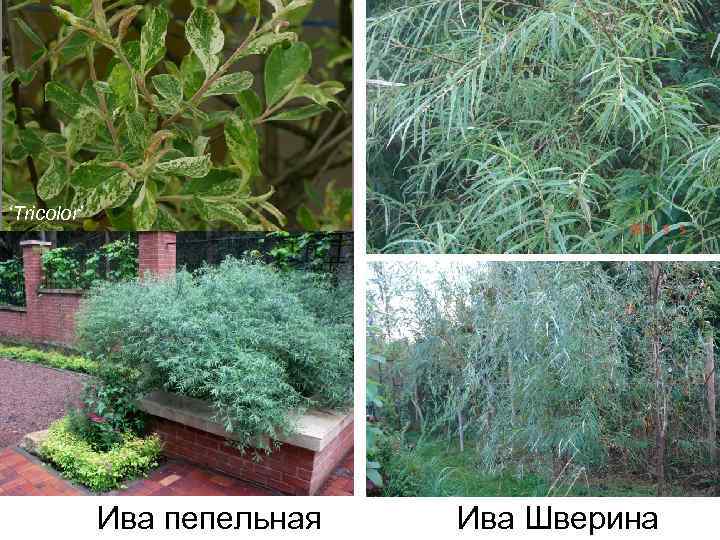 ‘Tricolor’ Ива пепельная Ива Шверина 