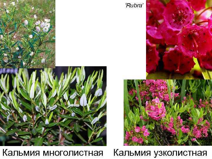 ‘Rubra’ Кальмия многолистная Кальмия узколистная 
