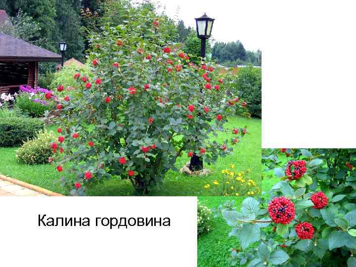 Калина гордовина 