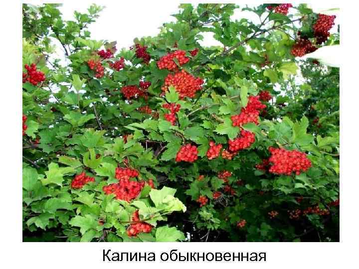 Калина обыкновенная 