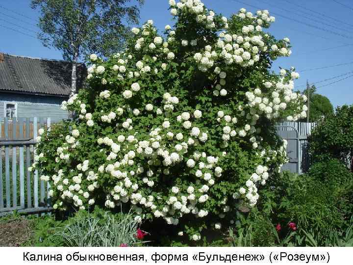 Калина обыкновенная, форма «Бульденеж» ( «Розеум» ) 