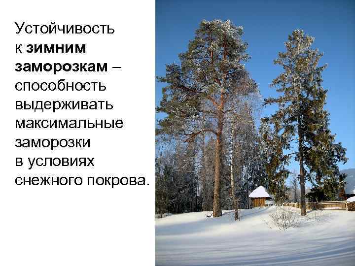 Устойчивость к зимним заморозкам – способность выдерживать максимальные заморозки в условиях снежного покрова. 