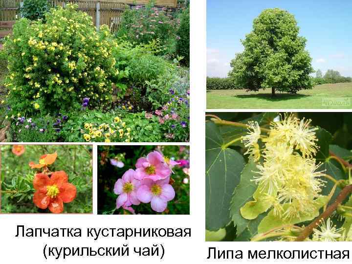 Лапчатка кустарниковая (курильский чай) Липа мелколистная 