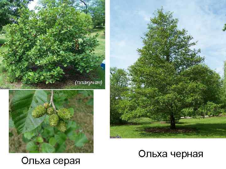 (плакучая) Ольха серая Ольха черная 