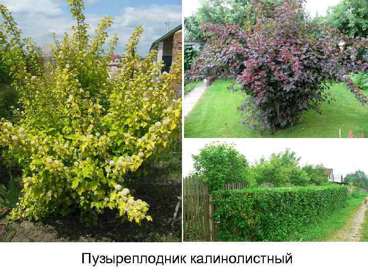 Пузыреплодник калинолистный 