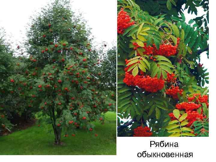 Рябина обыкновенная 