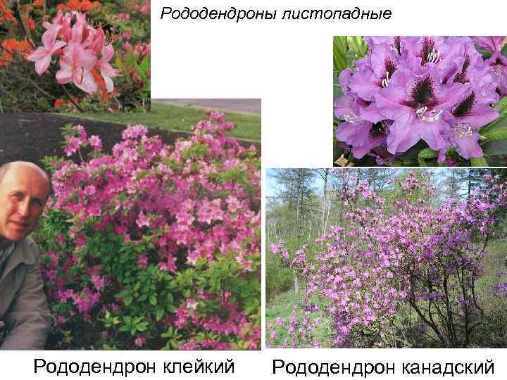 Рододендроны листопадные Рододендрон клейкий Рододендрон канадский 