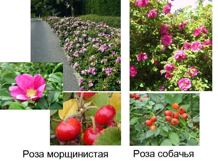 Роза морщинистая Роза собачья 