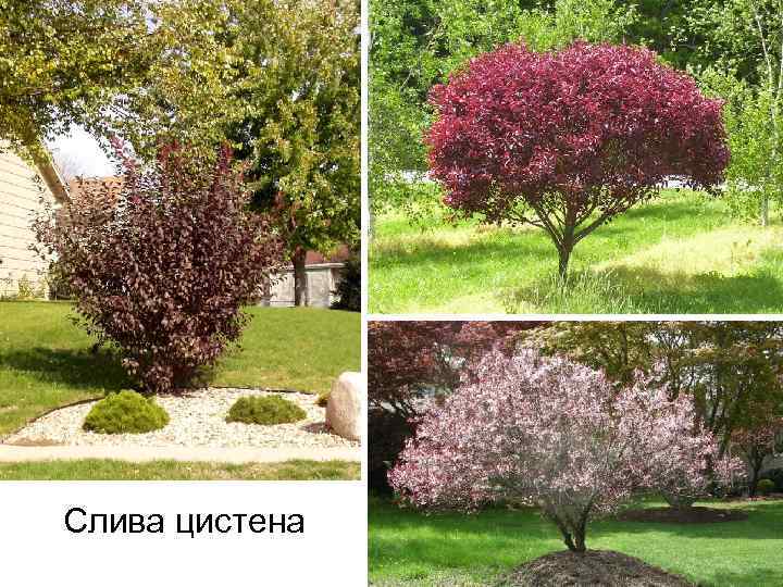 Слива цистена 