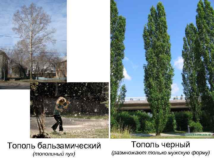 Тополь бальзамический (тополиный пух) Тополь черный (размножают только мужскую форму) 