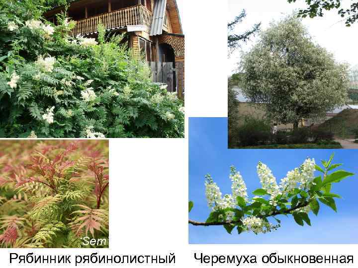 ‘Sem’ Рябинник рябинолистный Черемуха обыкновенная 