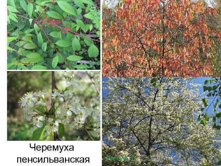 Черемуха пенсильванская 