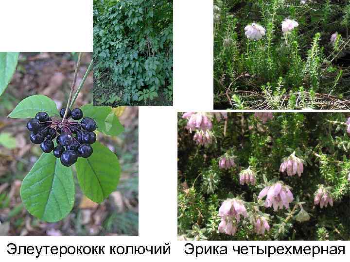 Элеутерококк колючий Эрика четырехмерная 