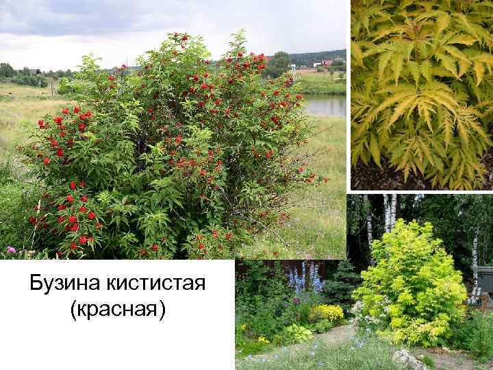 Бузина кистистая (красная) 