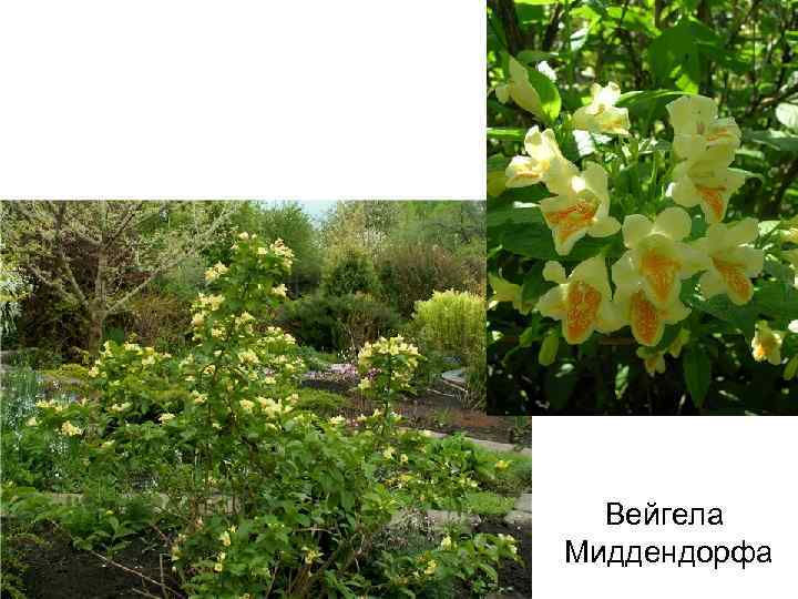 Вейгела Миддендорфа 