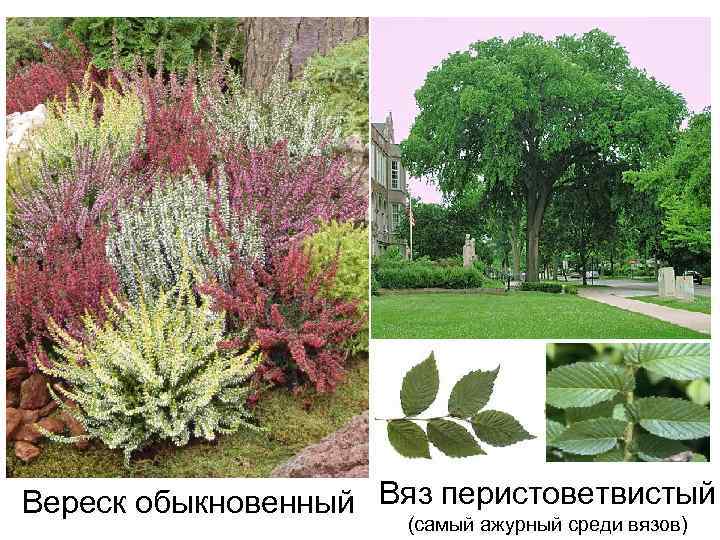 Вереск обыкновенный Вяз перистоветвистый (самый ажурный среди вязов) 