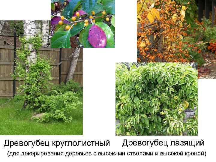 Древогубец круглолистный Древогубец лазящий (для декорирования деревьев с высокими стволами и высокой кроной) 