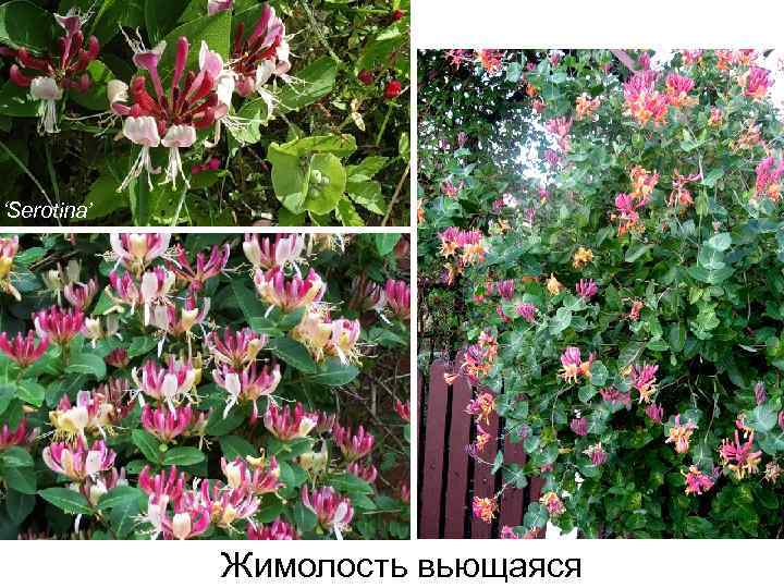 ‘Serotina’ Жимолость вьющаяся 