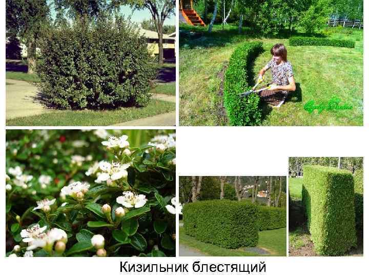 Кизильник блестящий 