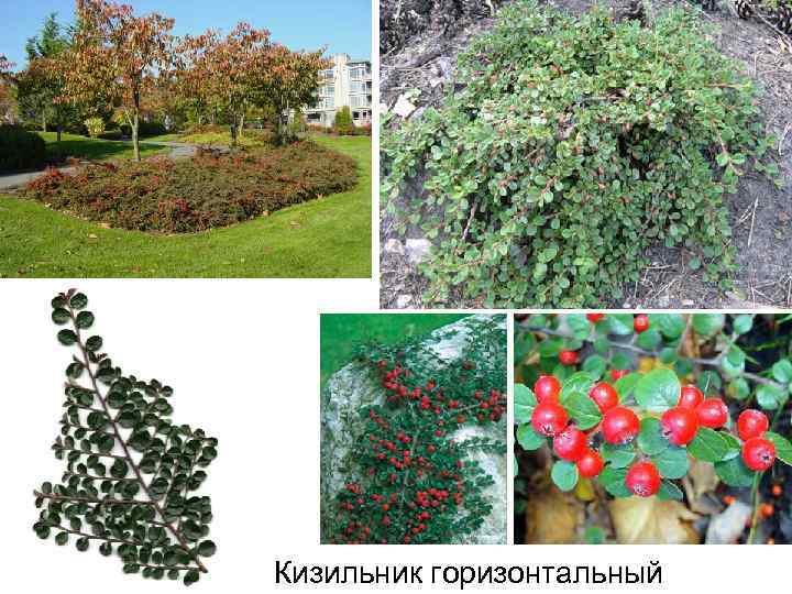 Кизильник горизонтальный 