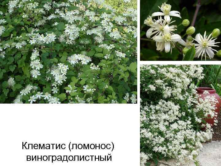 Клематис (ломонос) виноградолистный 