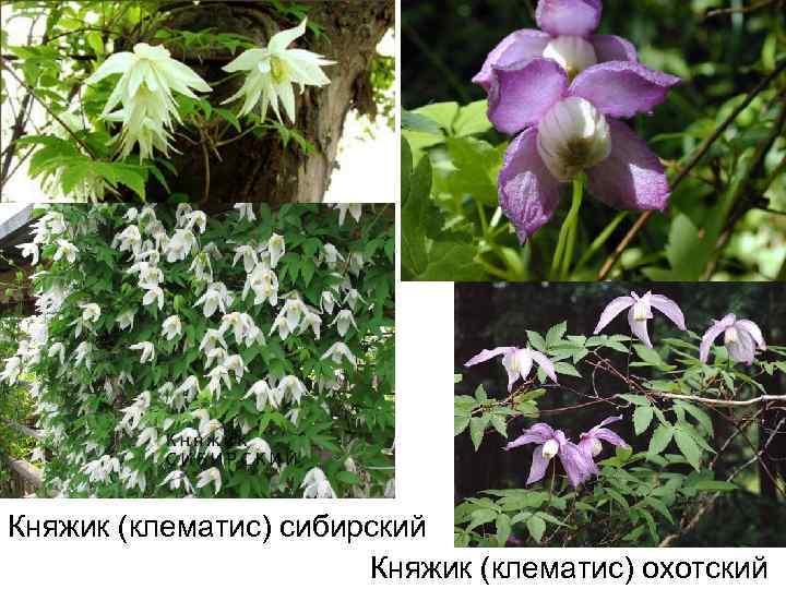 Княжик (клематис) сибирский Княжик (клематис) охотский 