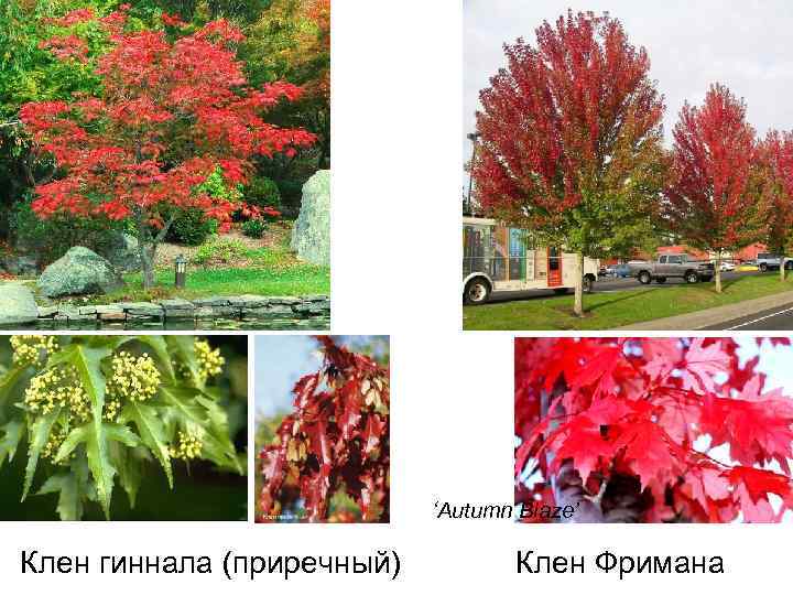‘Autumn Blaze’ Клен гиннала (приречный) Клен Фримана 