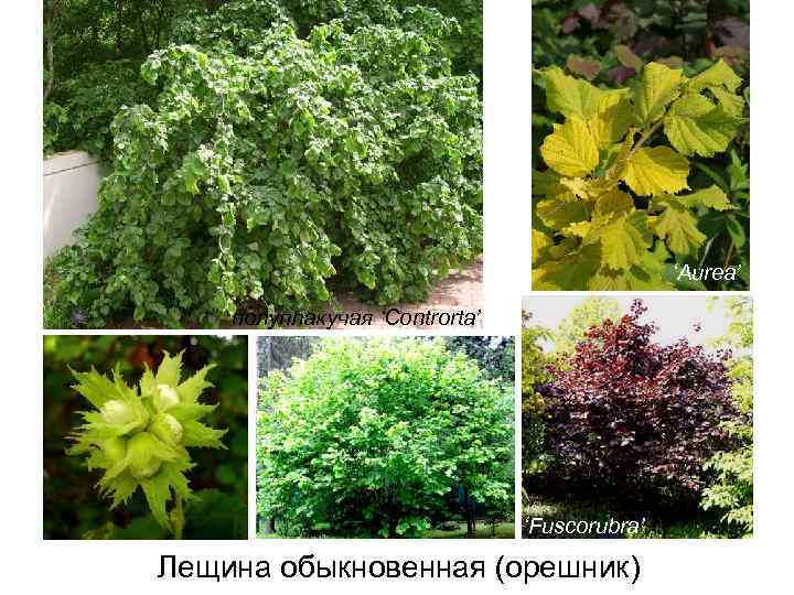 ‘Aurea’ полуплакучая ‘Controrta’ ‘Fuscorubra’ Лещина обыкновенная (орешник) 