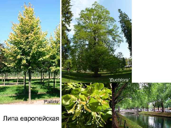 ‘Euchlora' 'Pallida' Липа европейская 