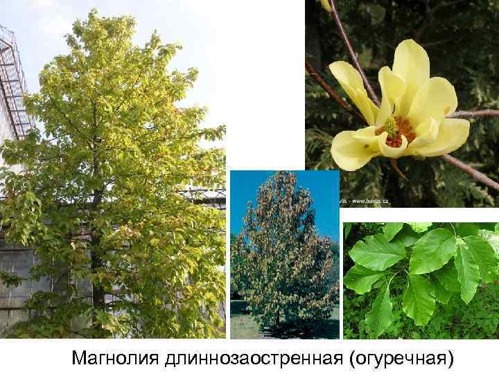Магнолия длиннозаостренная (огуречная) 