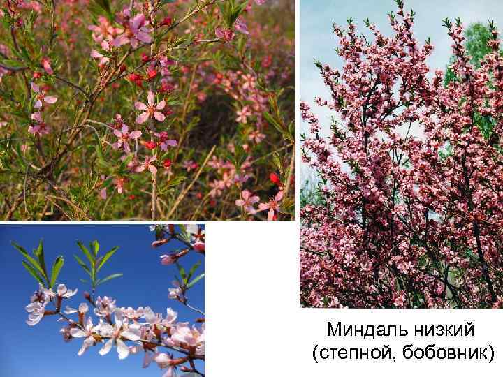 Миндаль низкий (степной, бобовник) 